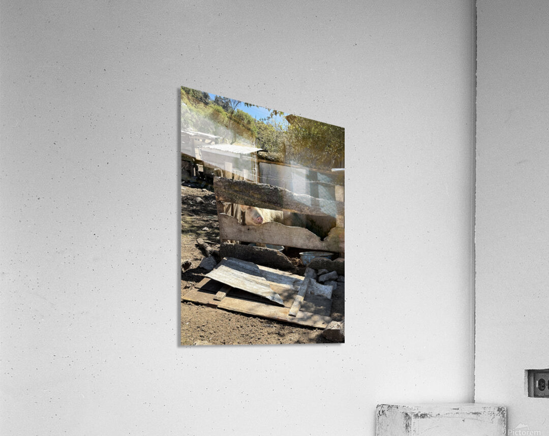 IMG 9517 Acrylic Print