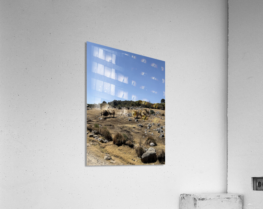 IMG 9563 Acrylic Print