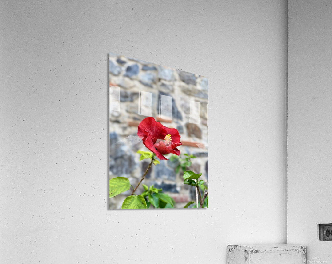 IMG 9957 Acrylic Print