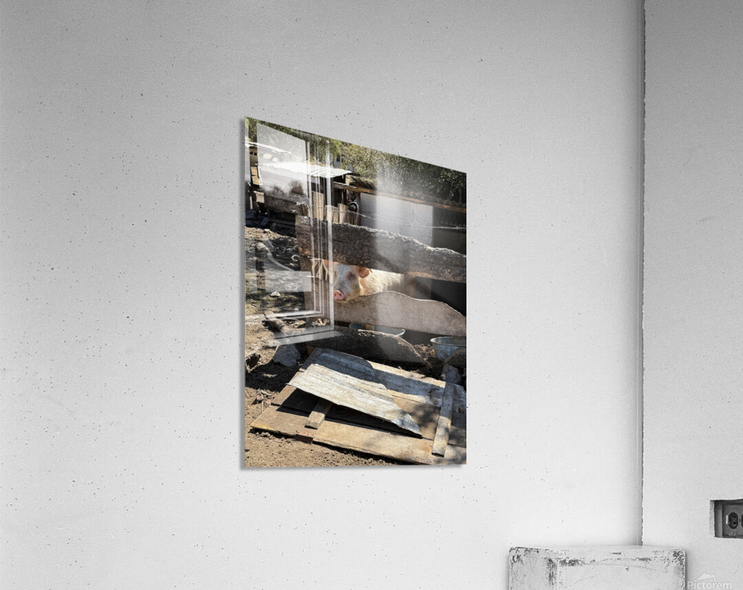 IMG 9518 Acrylic Print