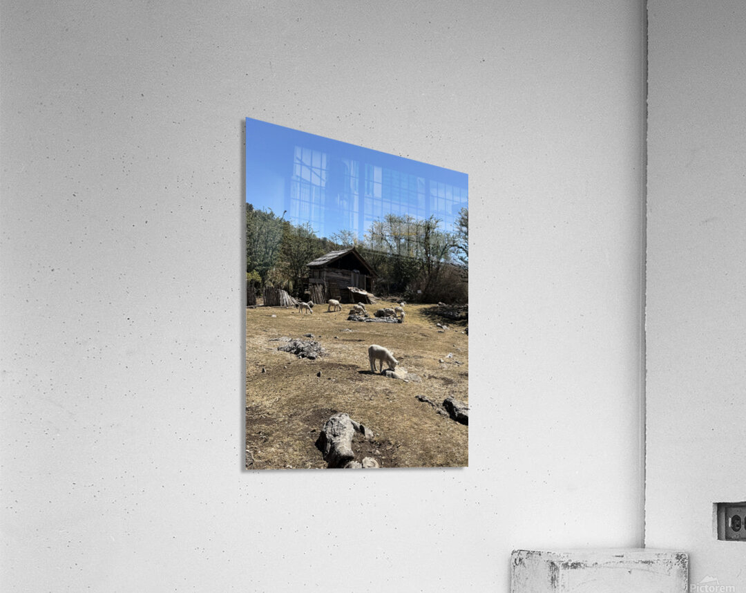 IMG 9504 Acrylic Print