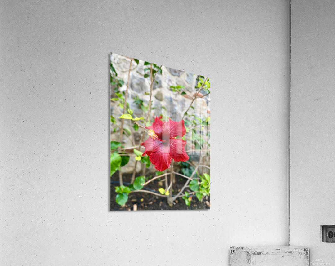 IMG 9955 Acrylic Print