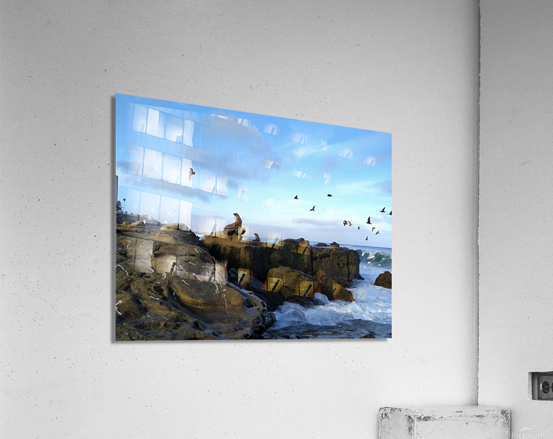 Seal Bird Watching 2 Impression acrylique