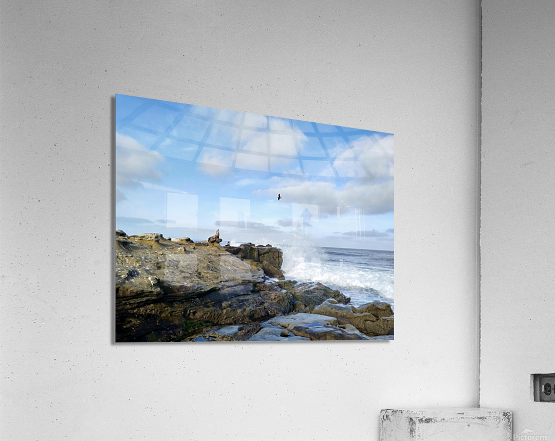 Seal Meditation 2B Acrylic Print