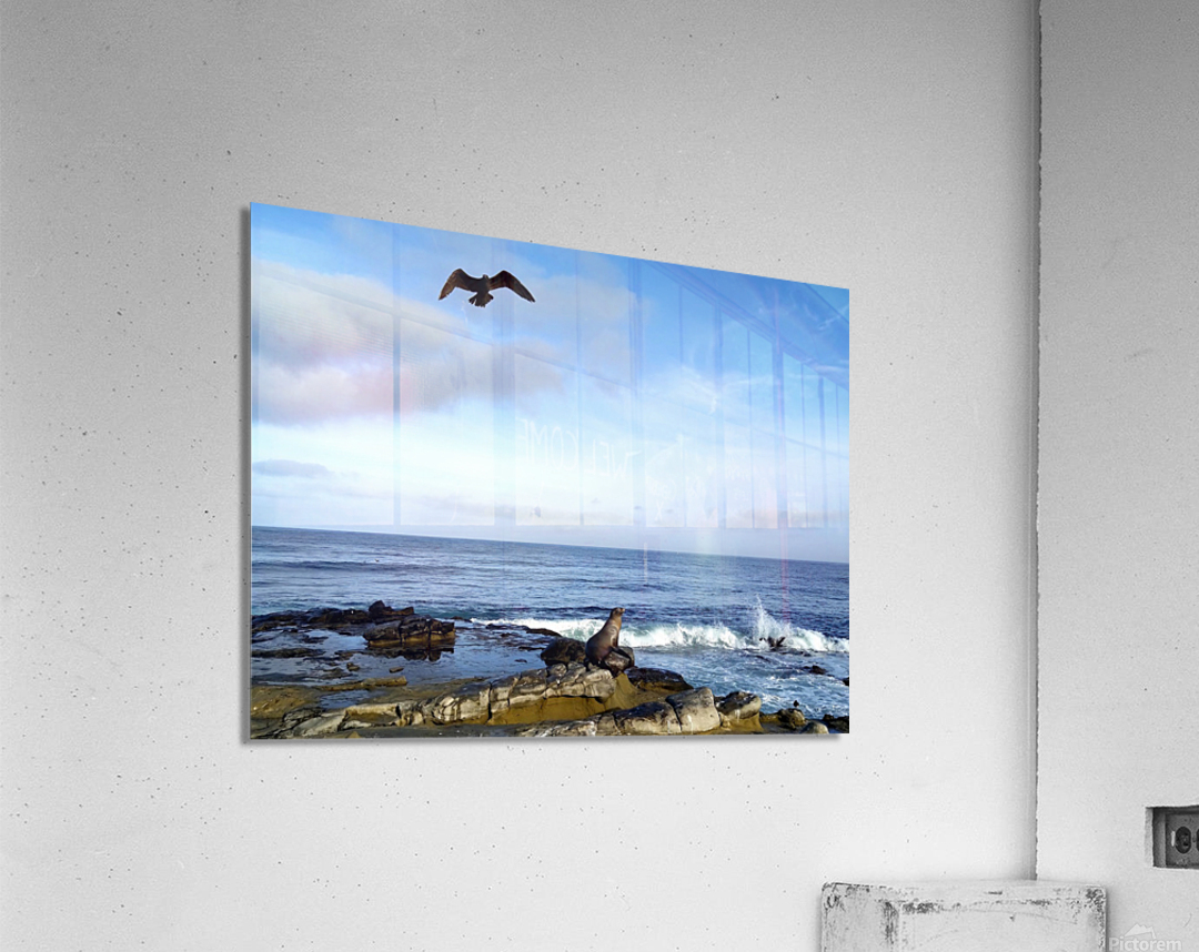 Seal Bird Watching 3 Acrylic Print