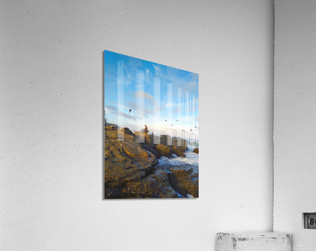 Seal Bird Watching Acrylic Print