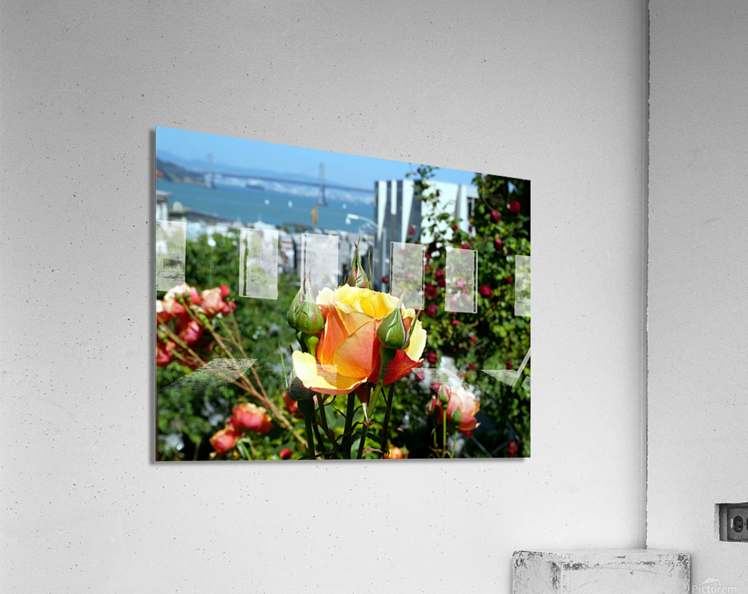 A City Rose Acrylic Print