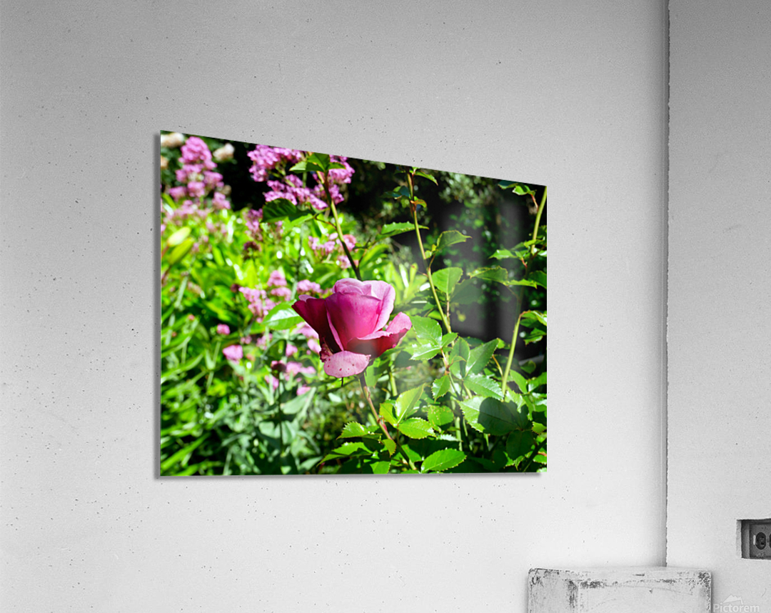 Penelope Purple Acrylic Print