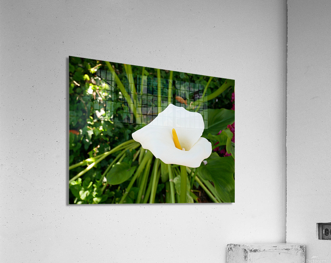 Golden Rod Exposed Acrylic Print