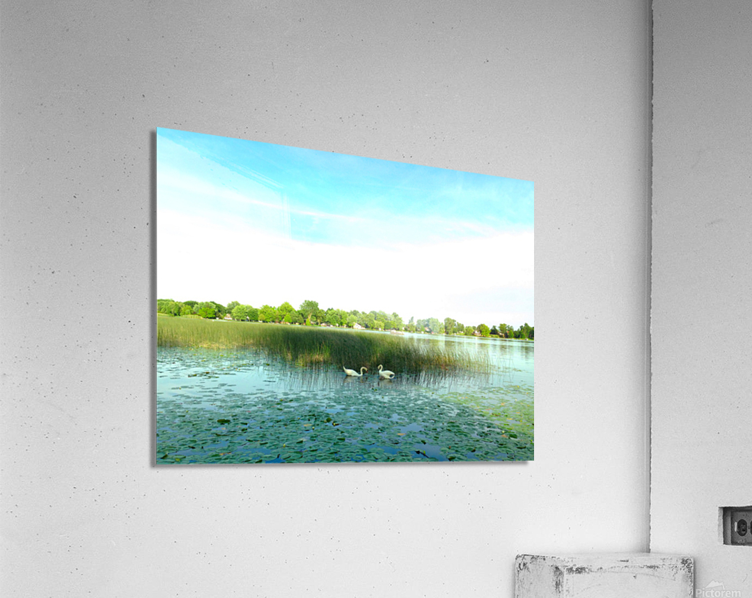 MI Swan Lake 2 Acrylic Print