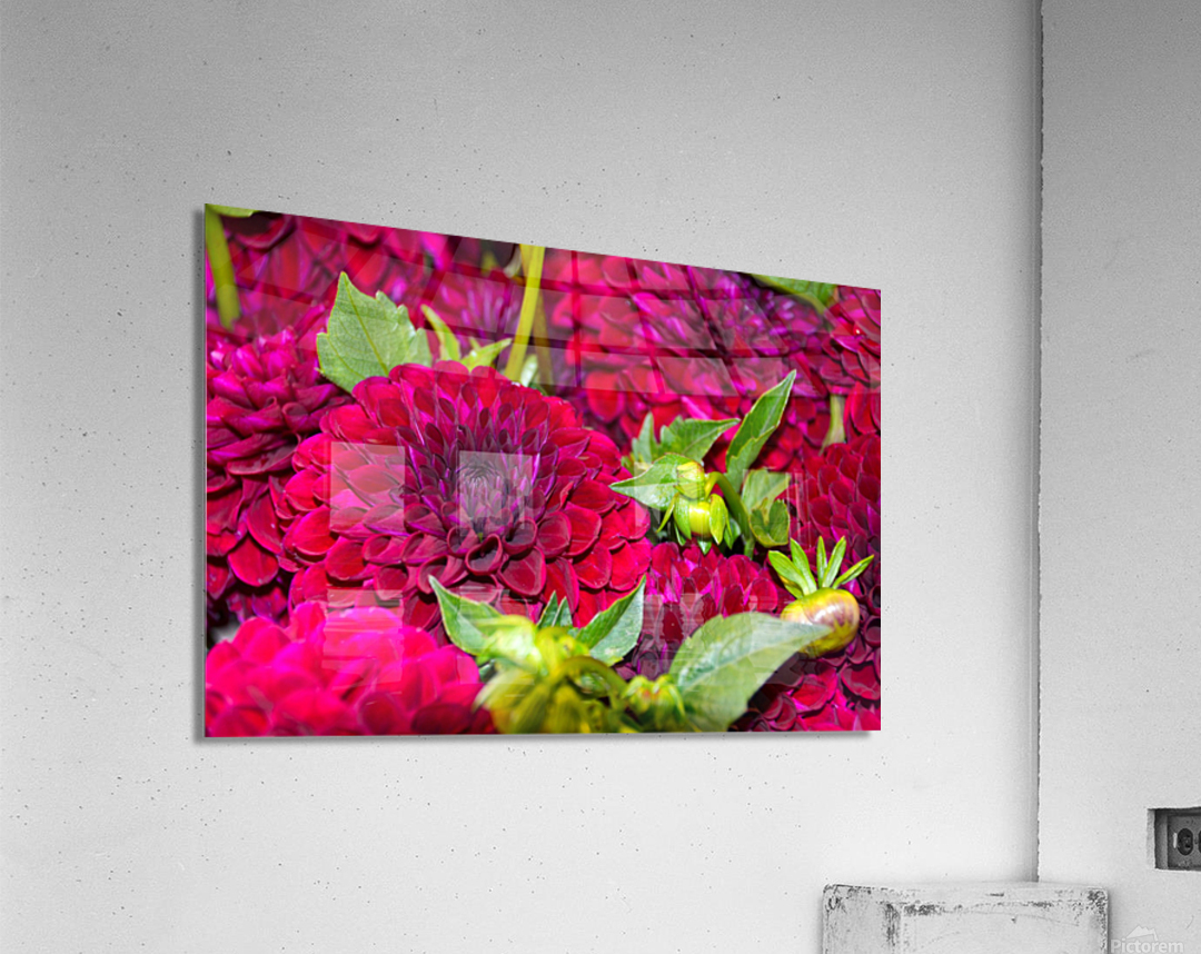 Flower Bloom 4 Acrylic Print