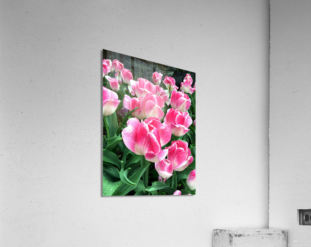 Tulips Are Better Than One B Acrylic Print