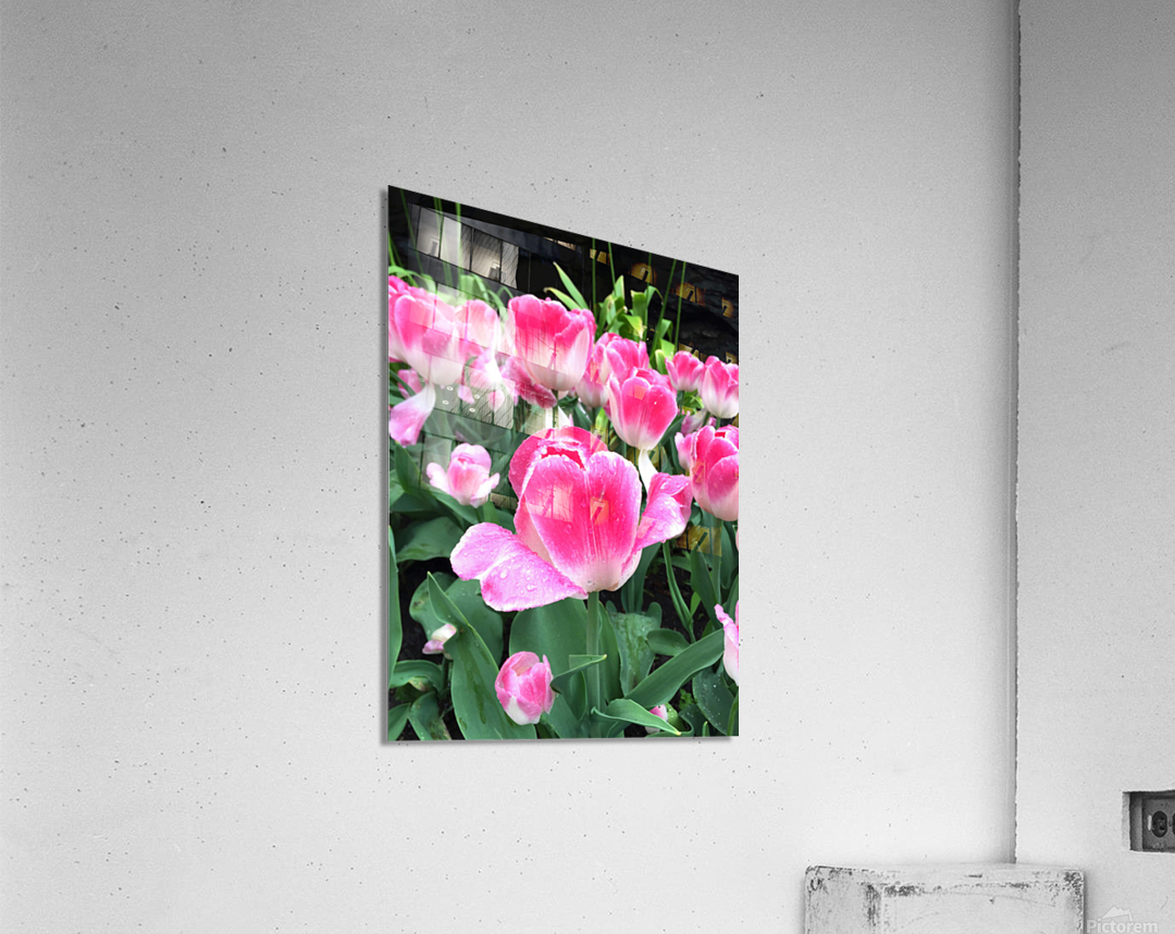 Tulips Are Better Than One C Acrylic Print
