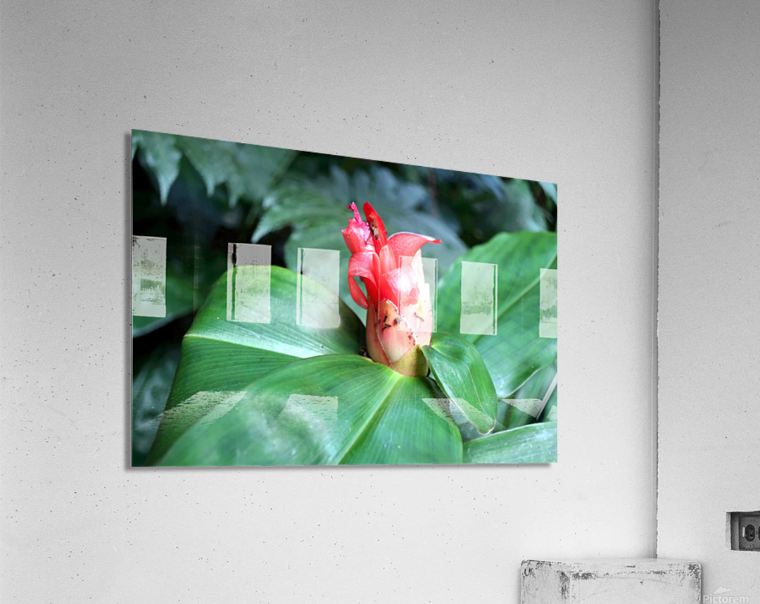 Flower Bud Acrylic Print