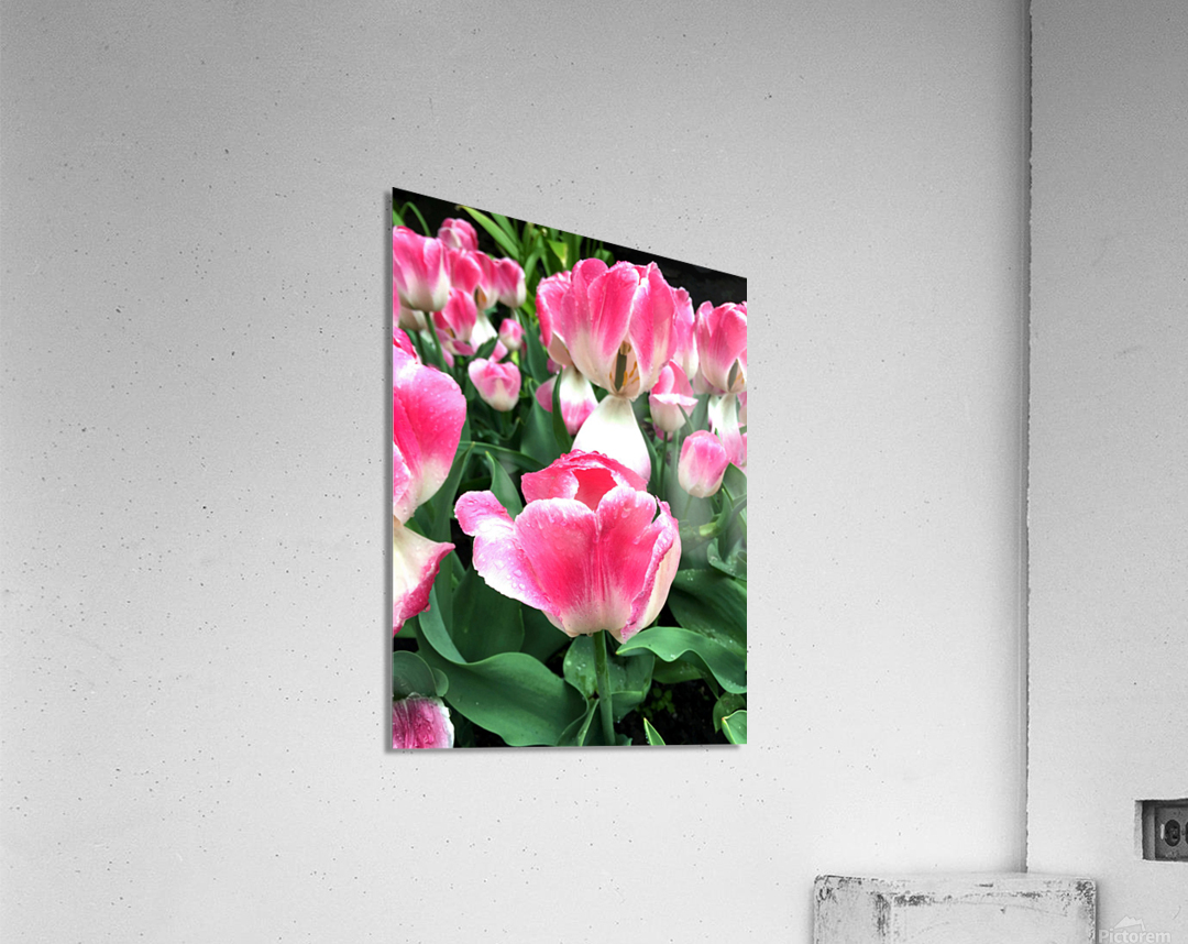 Tulips Are Better Than One Impression acrylique