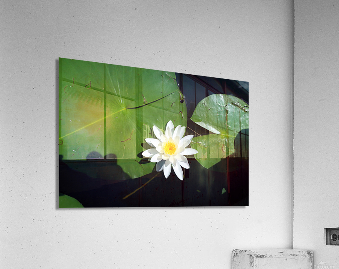 Blooms of Joy 2 Impression acrylique