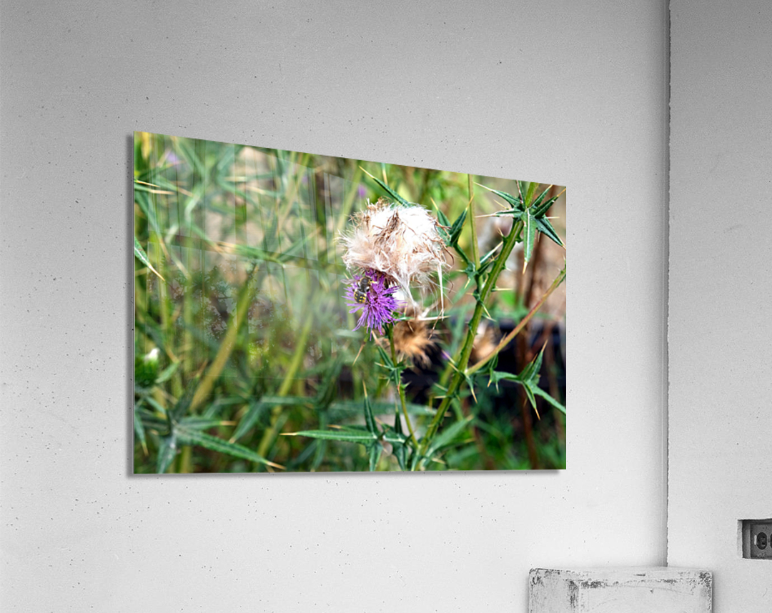 To Bee or Not to Bee   Acrylic Print