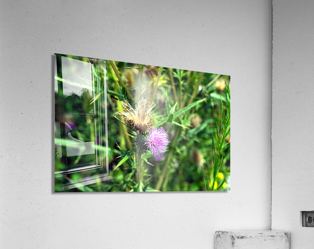 Thistle Be a Good Day Acrylic Print