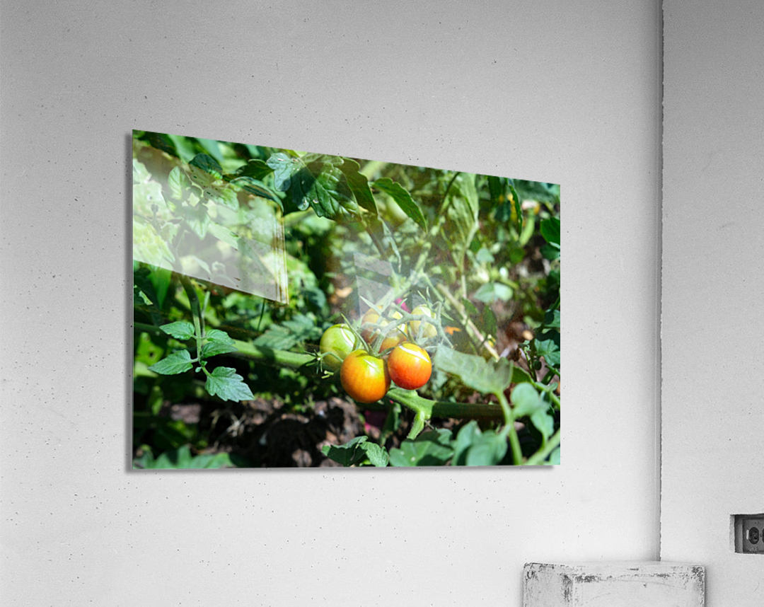 Scarred Cherry Tomato Acrylic Print