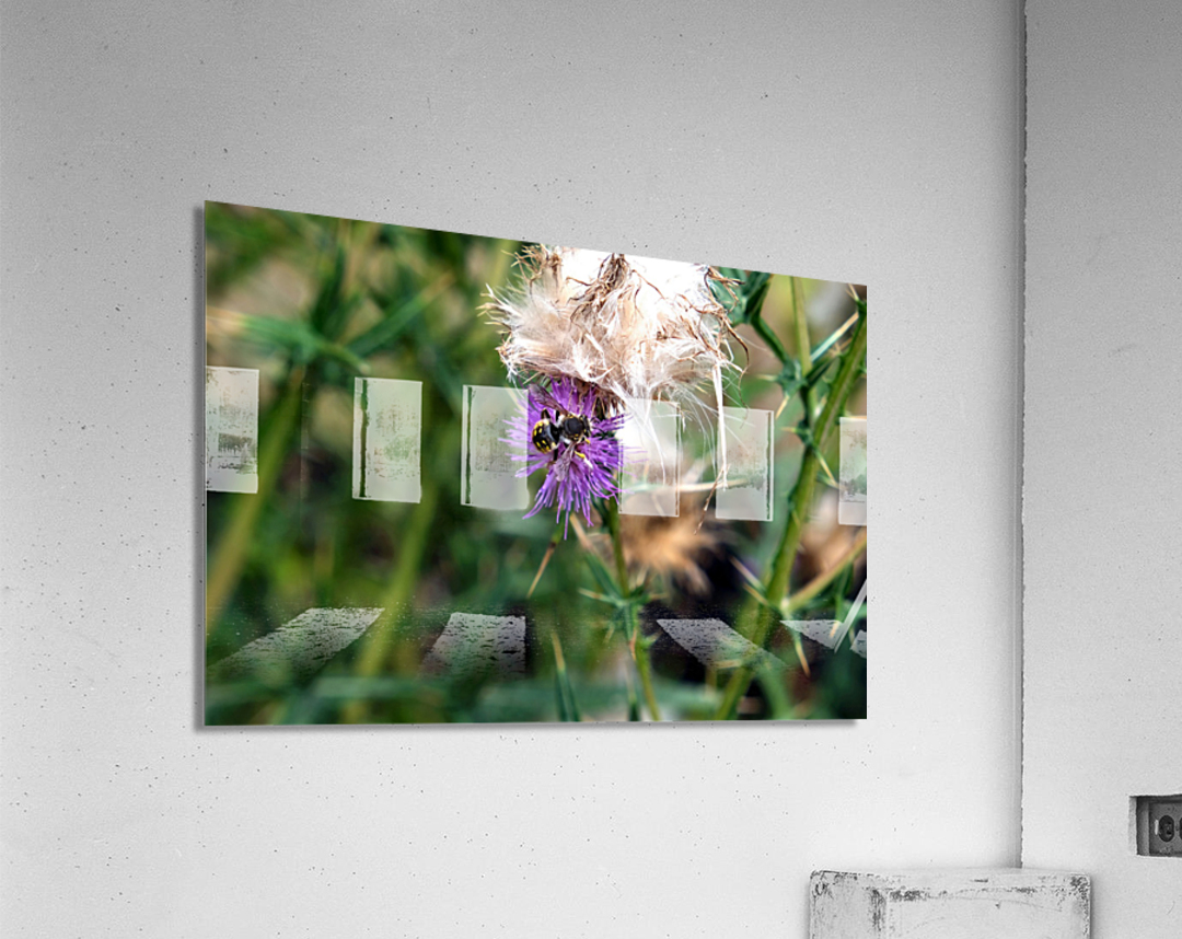 To Bee or Not to Bee  2 Acrylic Print
