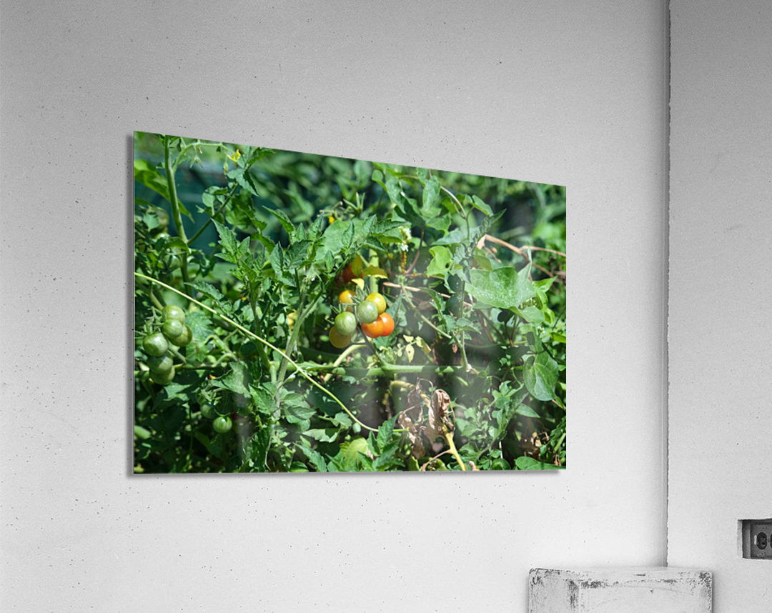 Pop My Cherry Tomato Acrylic Print