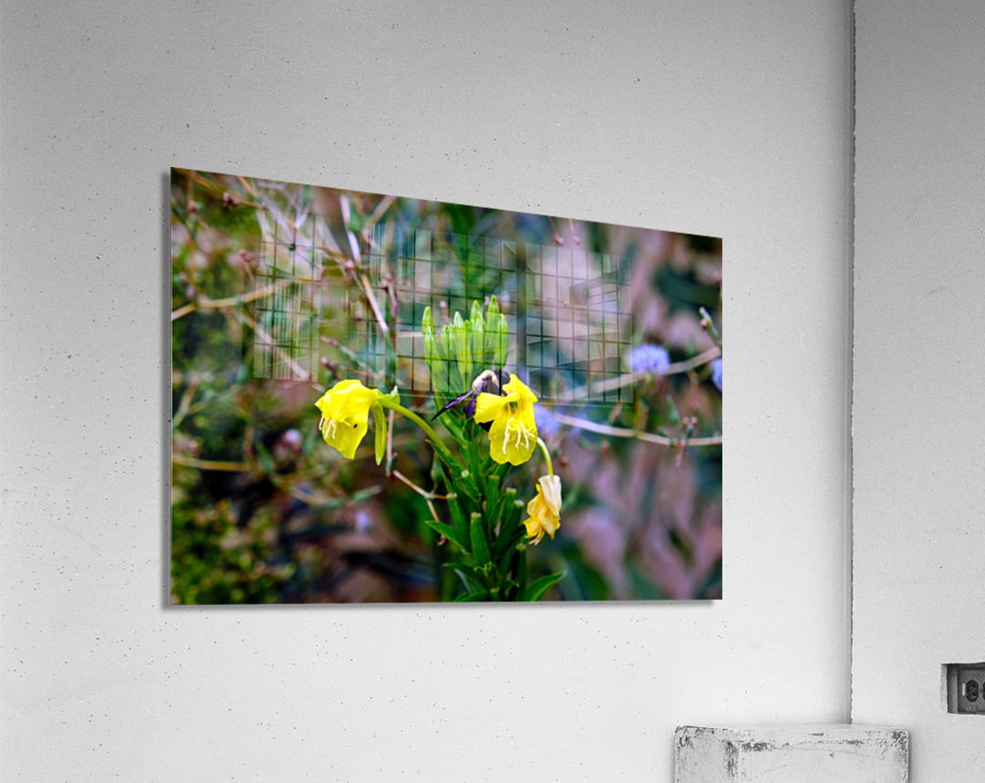 To Bee or Not to Bee  3   -- The Struggle Is Real Acrylic Print