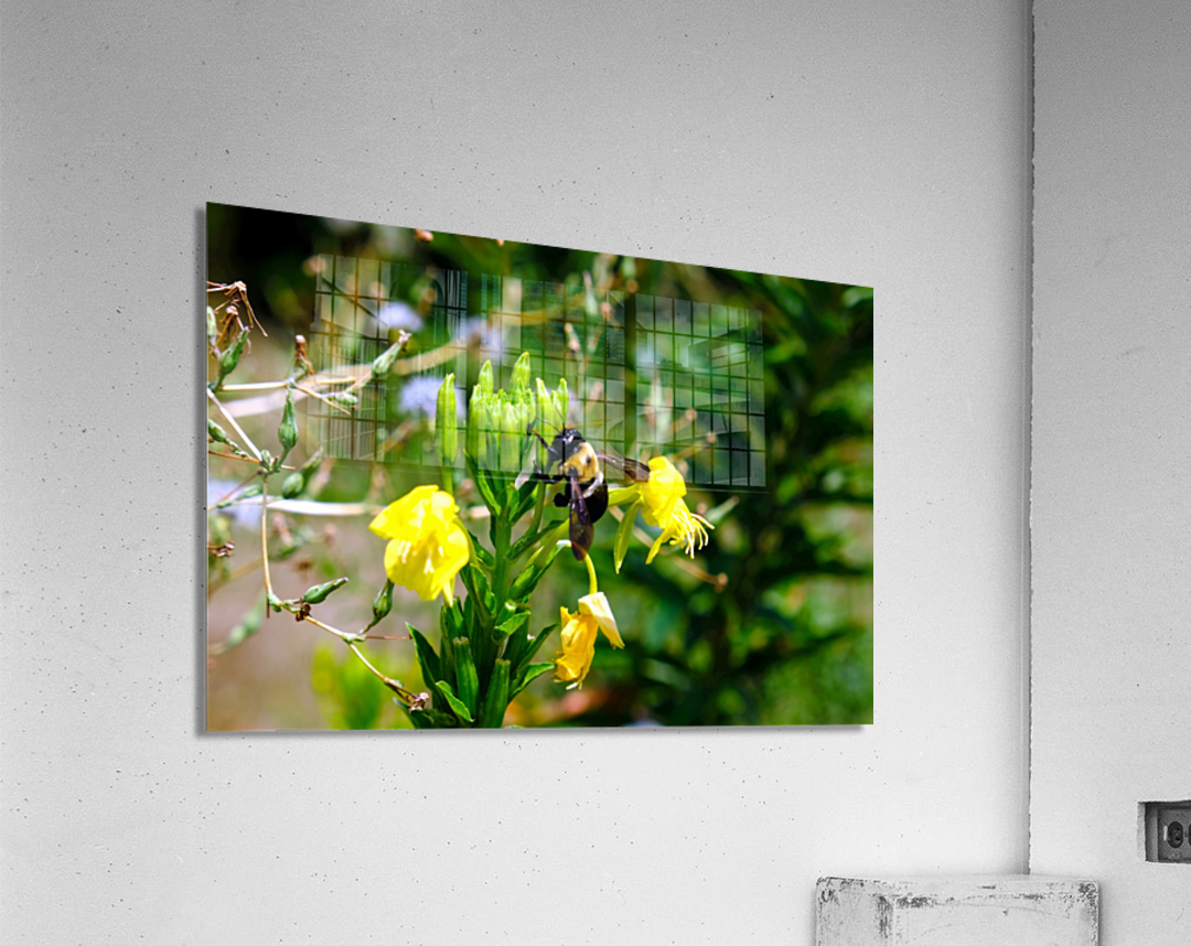 To Bee or Not to Bee  4 Impression acrylique