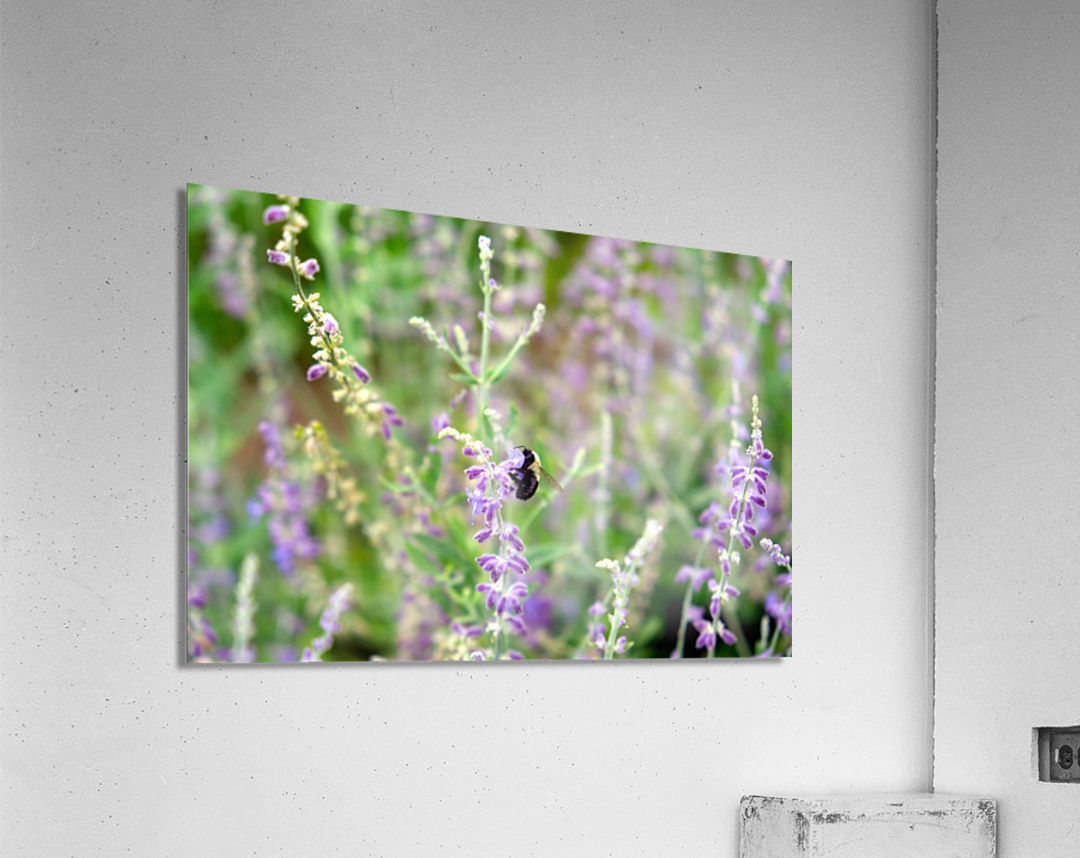 To Bee or Not to Bee -- Small Flower Big Flavor  Acrylic Print
