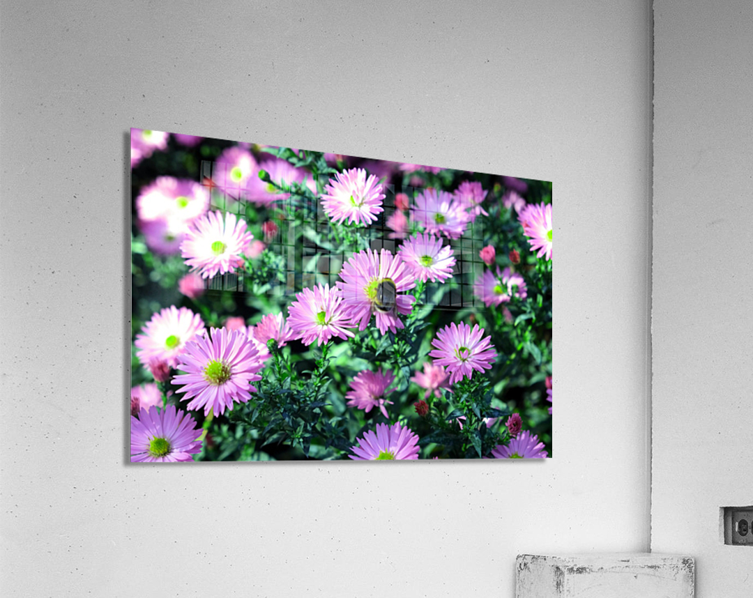 Pink Daisies 2C Impression acrylique