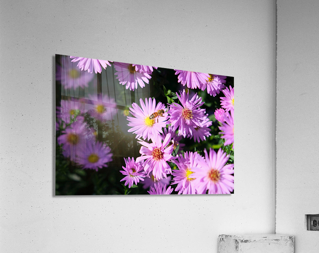 Pink Daisies 2B Acrylic Print