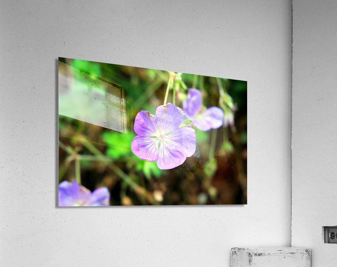 Flower Bloom 8 Acrylic Print
