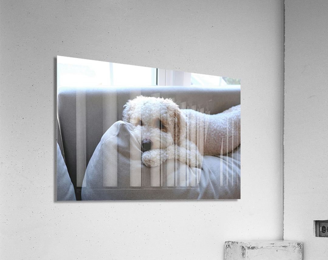 Patient Pooch Finn Acrylic Print