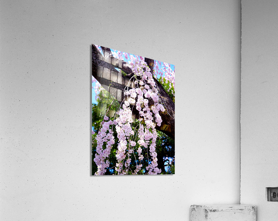 Cherry Blossom 3B Acrylic Print