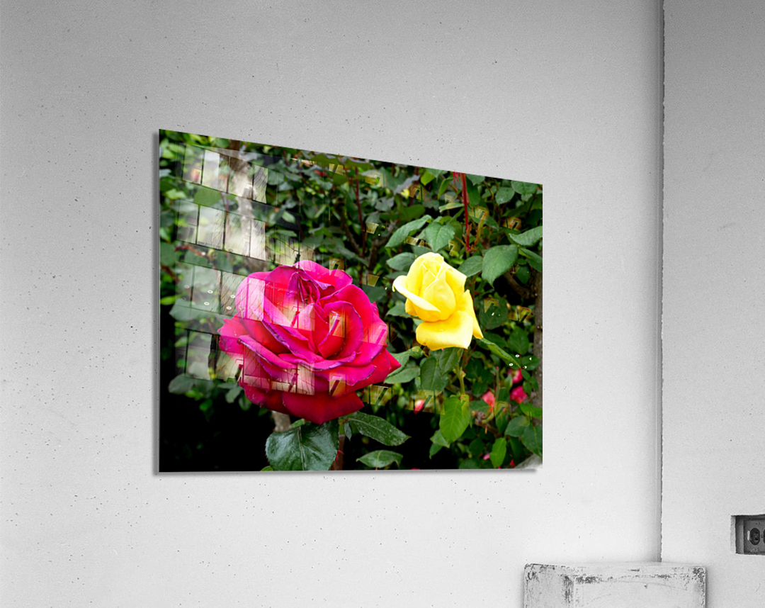 Two Roses Acrylic Print