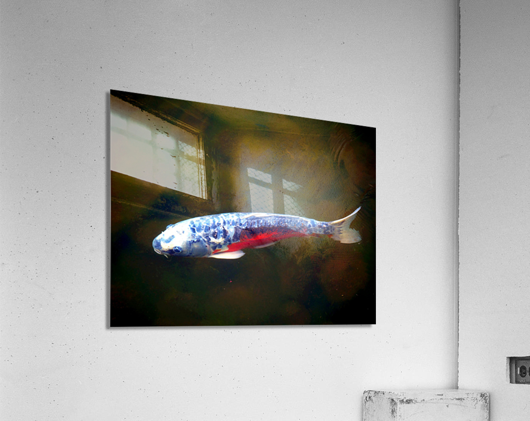 An American Koi Story Acrylic Print