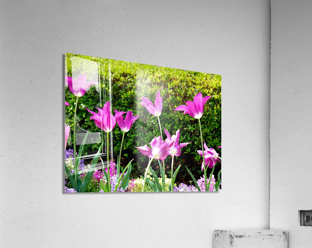 Tulips Singing to the Sun Impression acrylique