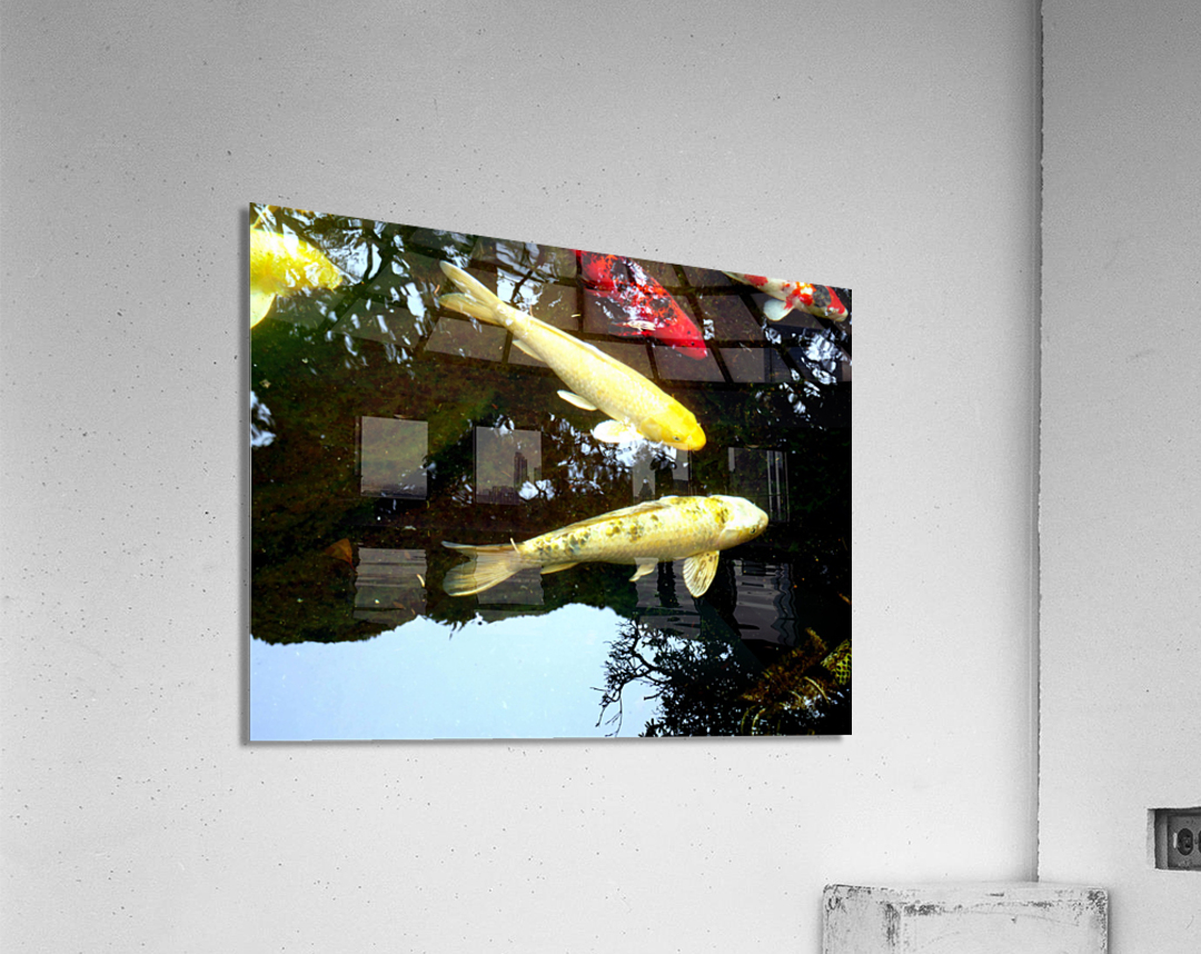Some Very Coy Koi 2 Acrylic Print