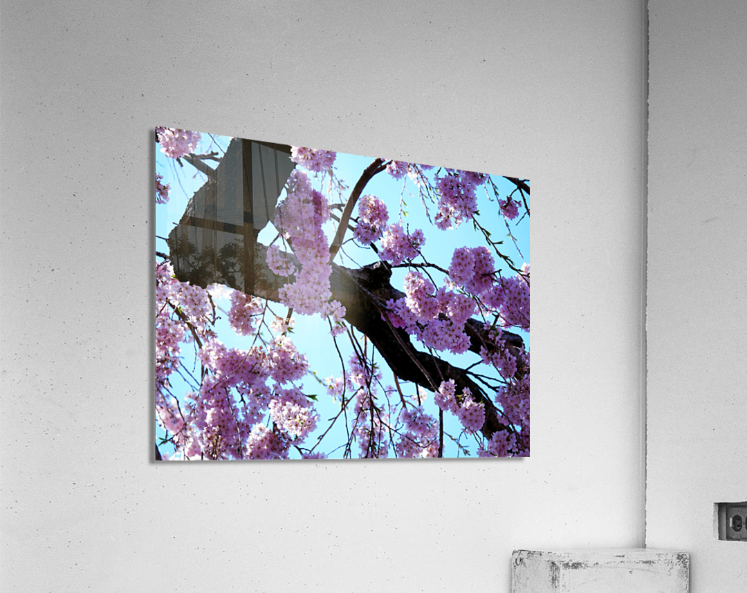 Cherry Blossom  Acrylic Print