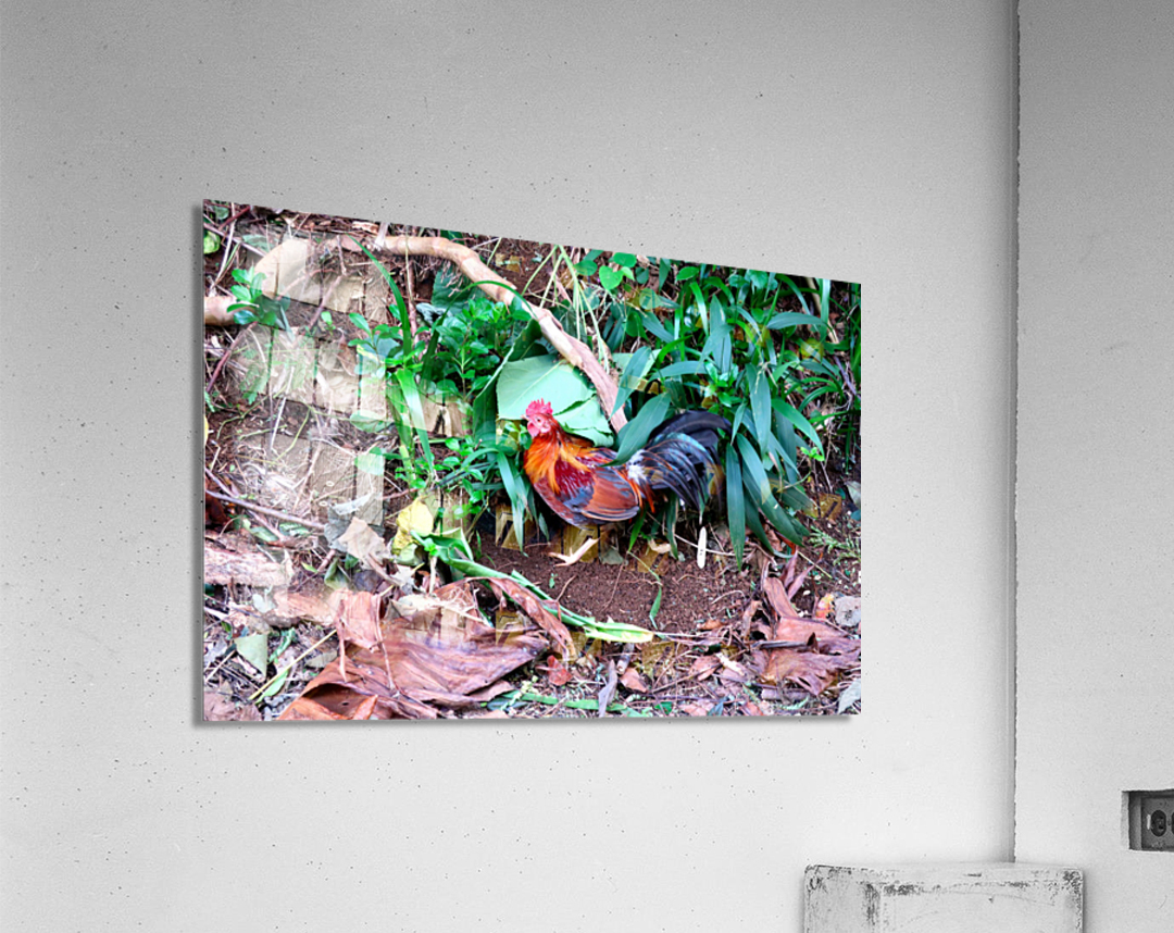 Cock in the Wild Acrylic Print