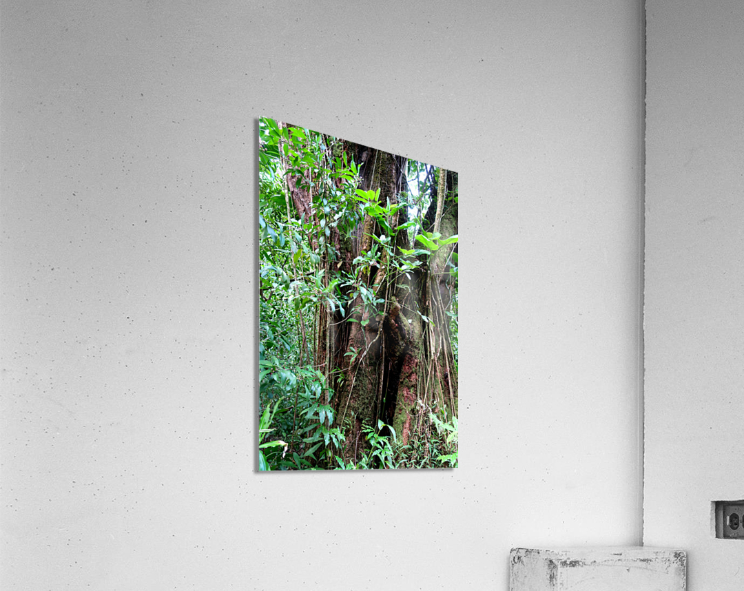 Hiking Hawaii 2 Acrylic Print