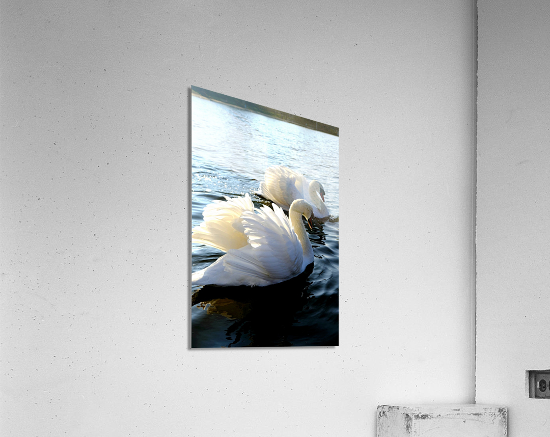 Wings of Love Pair 1A Acrylic Print