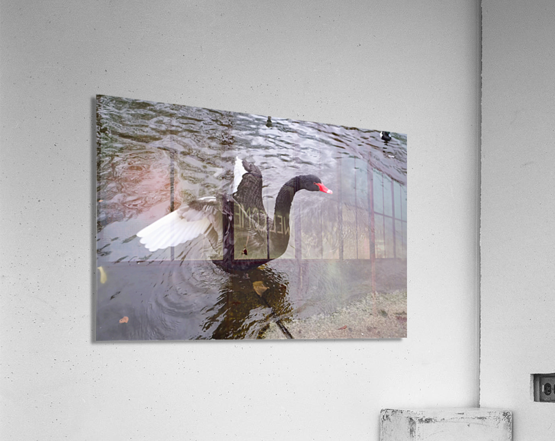 A Black Swan Moment Impression acrylique