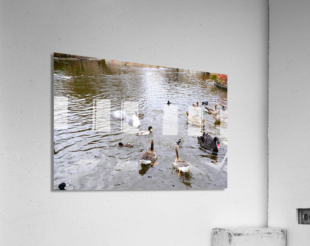 Pigeon Photobomb Impression acrylique