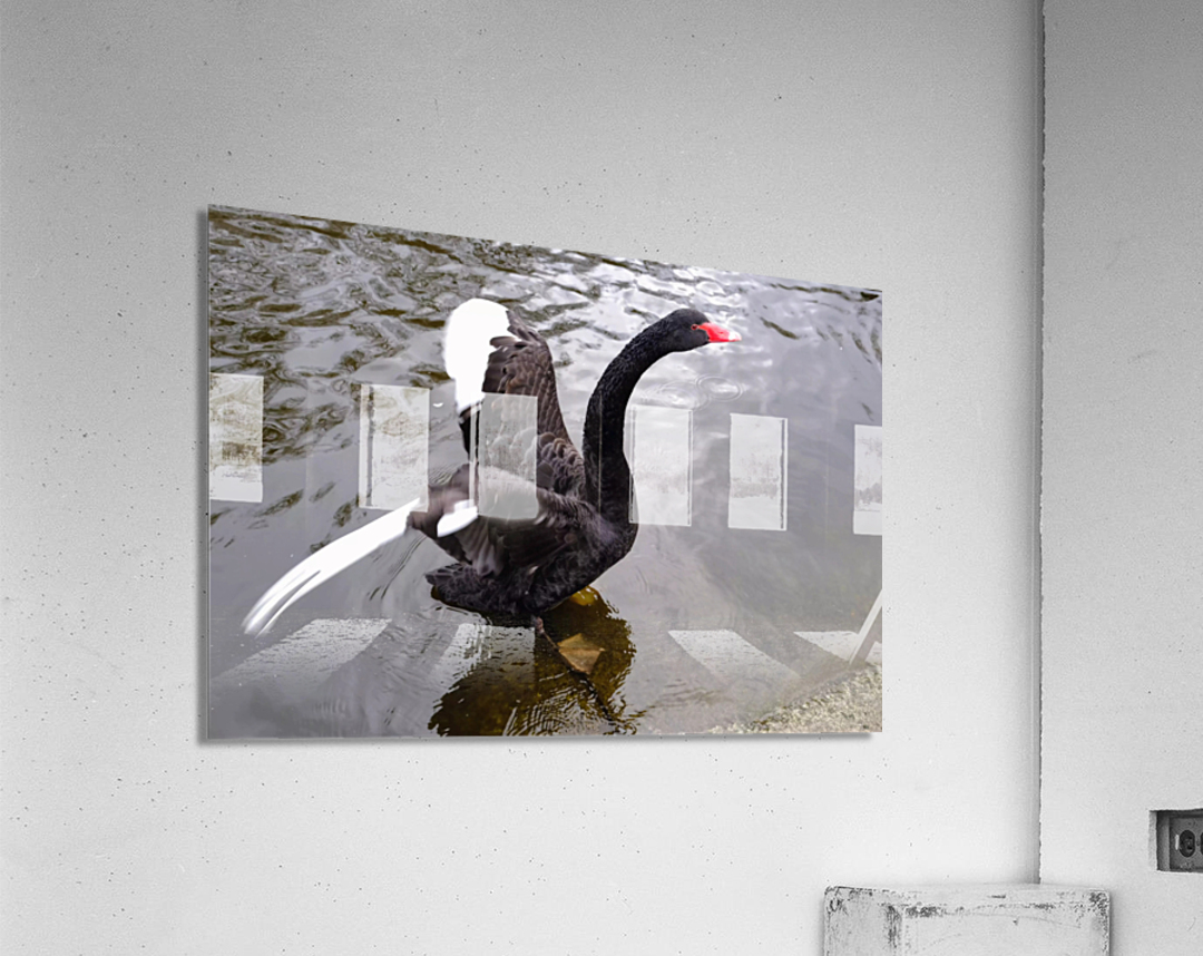 A Black Swan Moment 2 Acrylic Print