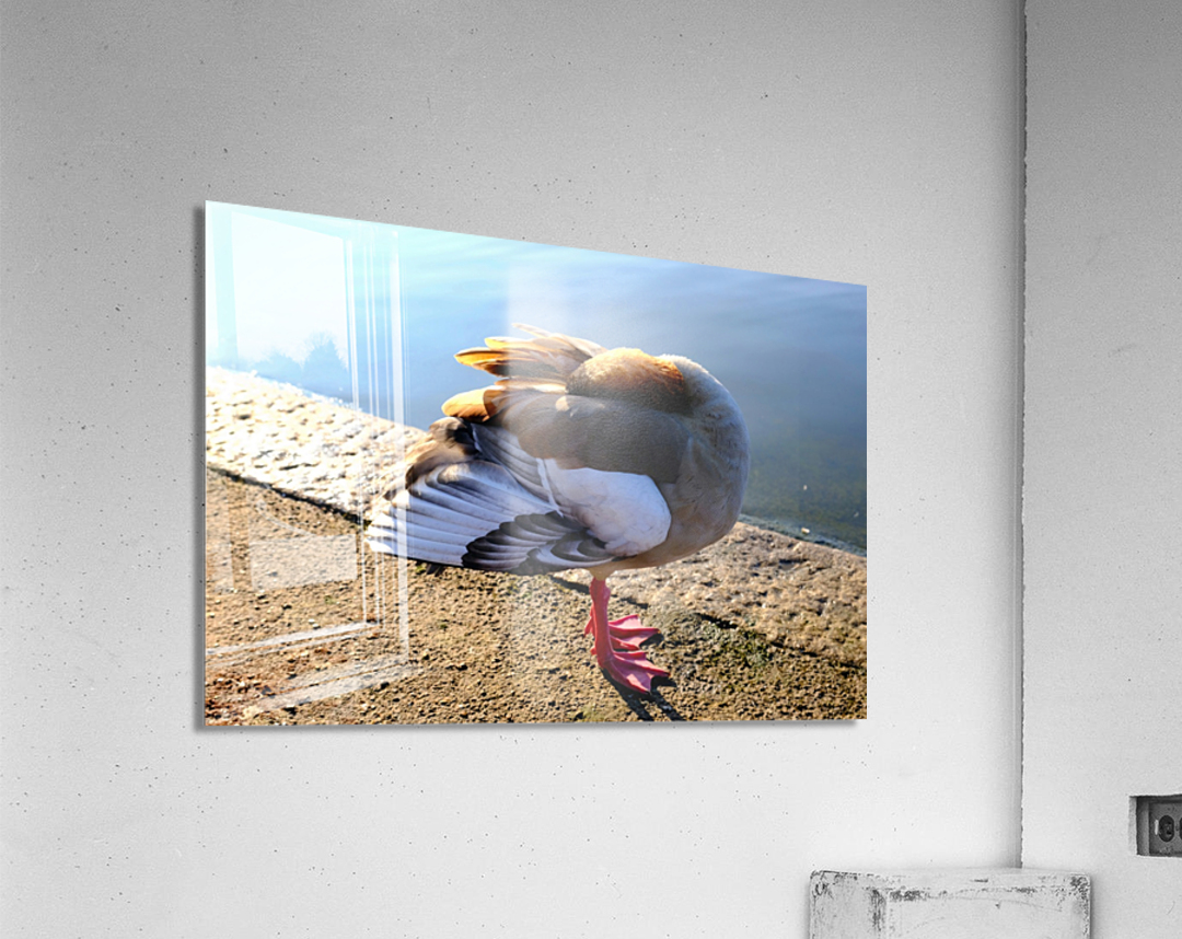 Headless Duck Impression acrylique