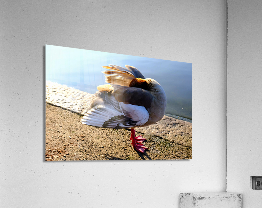 No Selfies Please  Acrylic Print