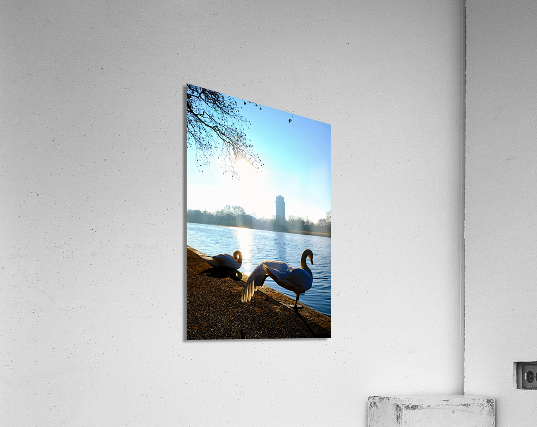 Swan Yoga Morning Stretch 2 Impression acrylique