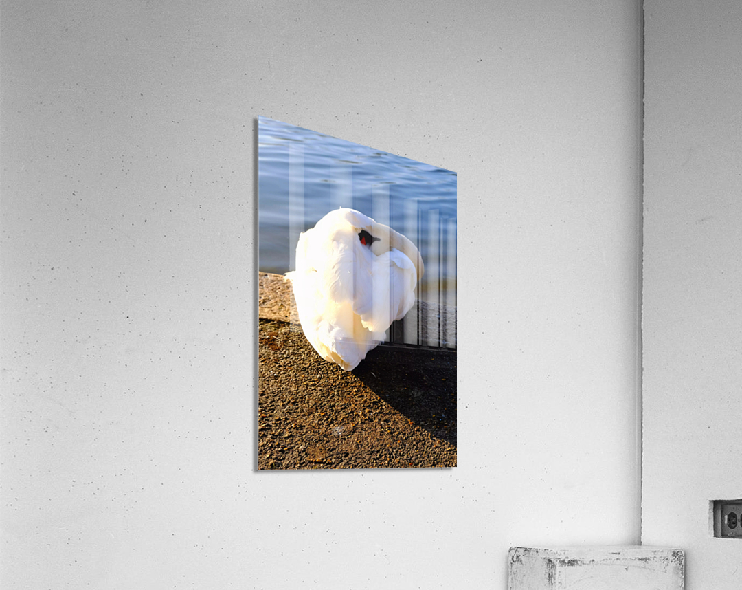 Swan at Rest Acrylic Print