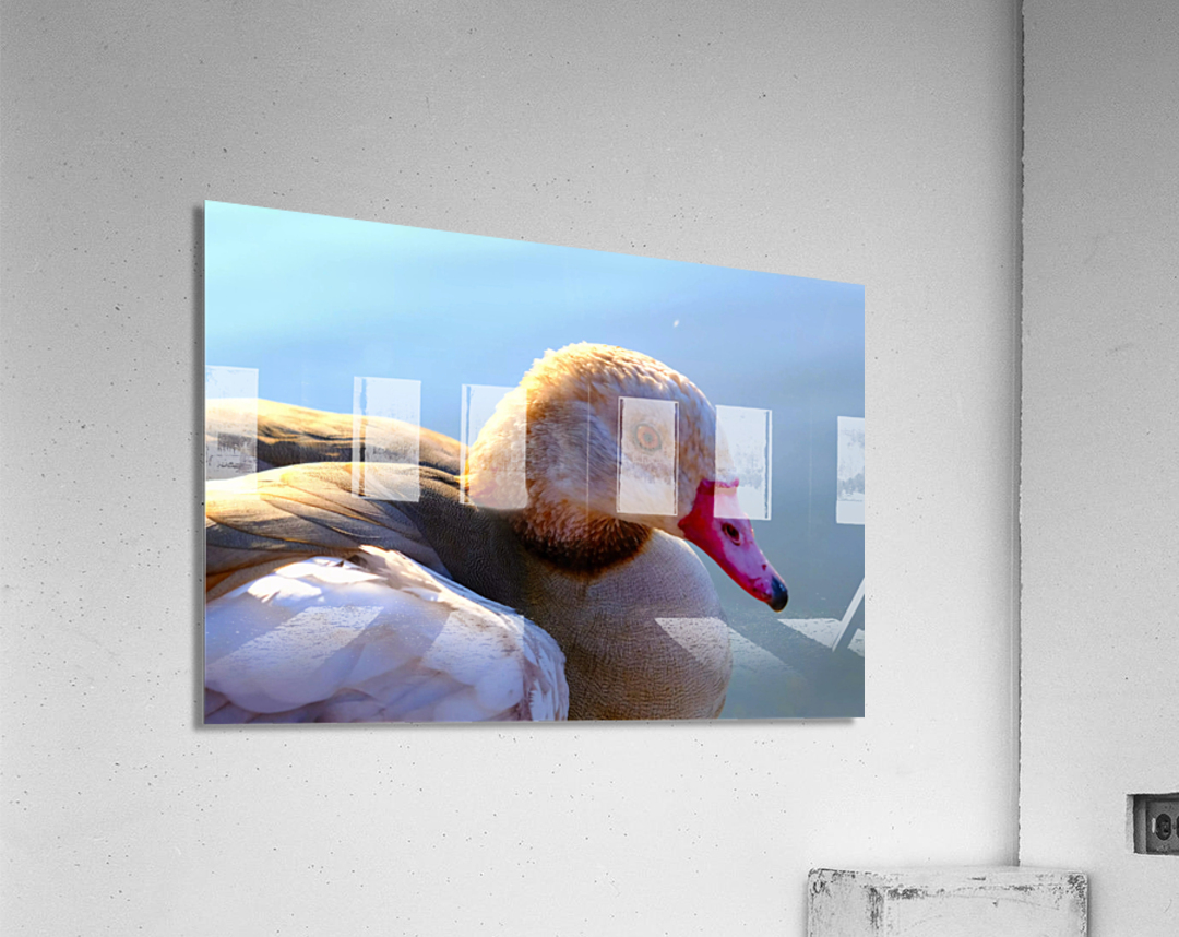 Duck Face 1B Acrylic Print