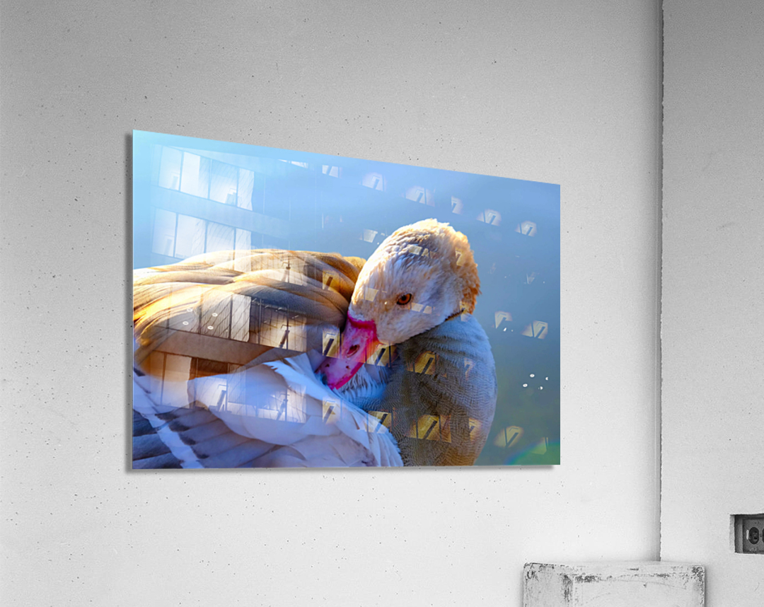 Got My Eye On You Duck Acrylic Print